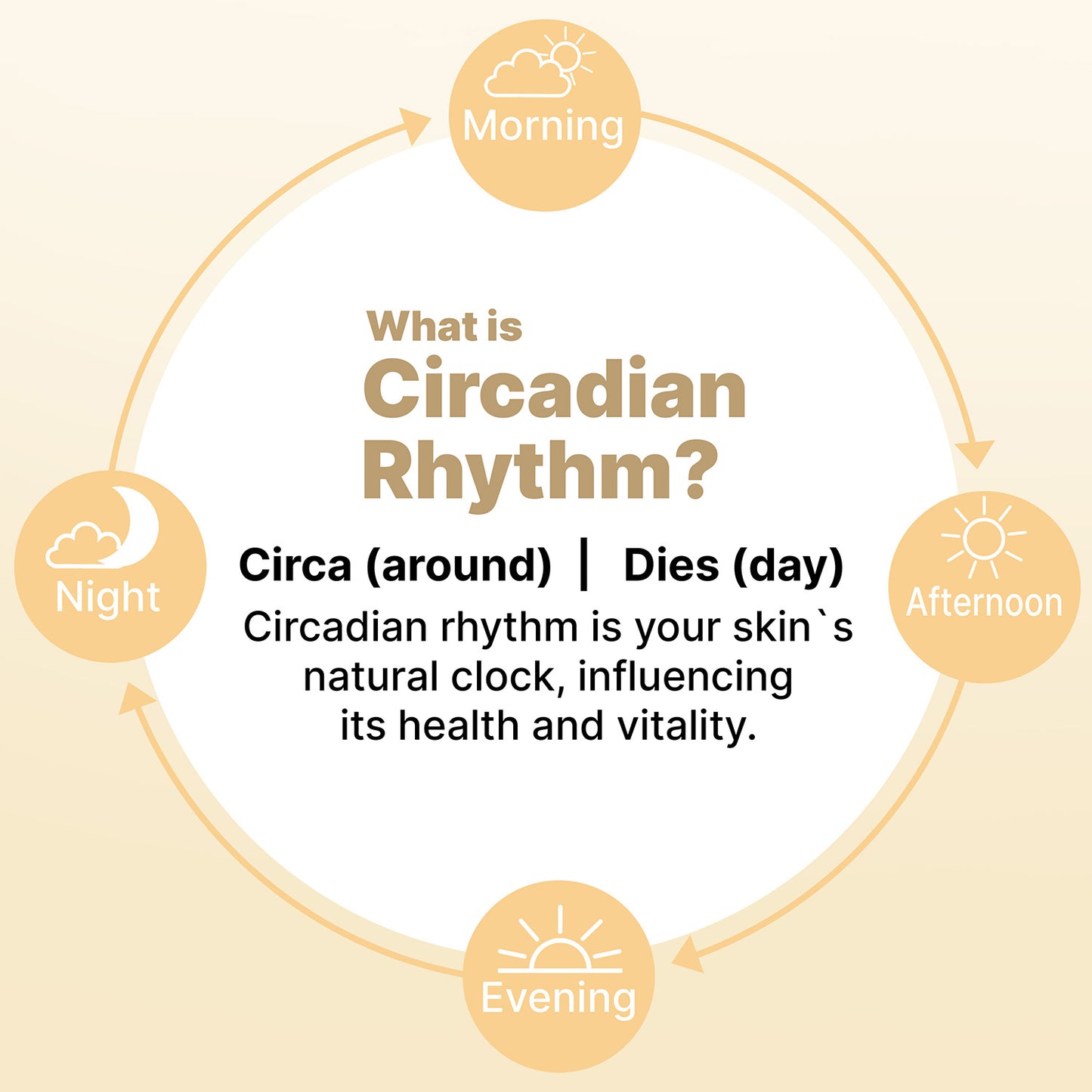 Diagram explaining circadian rhythm with morning, afternoon, evening, and night labels on a beige background.
