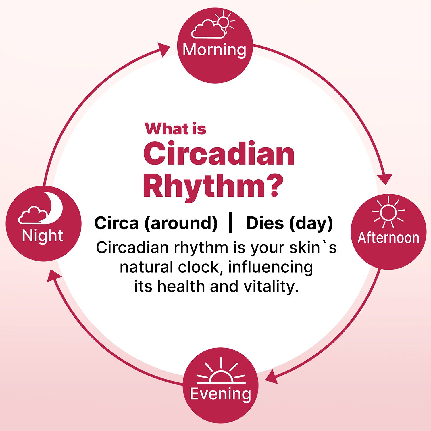 Diagram explaining circadian rhythm with morning, afternoon, evening, and night labels on a pink background.