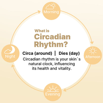 Diagram explaining circadian rhythm with morning, afternoon, evening, and night labels on a beige background.