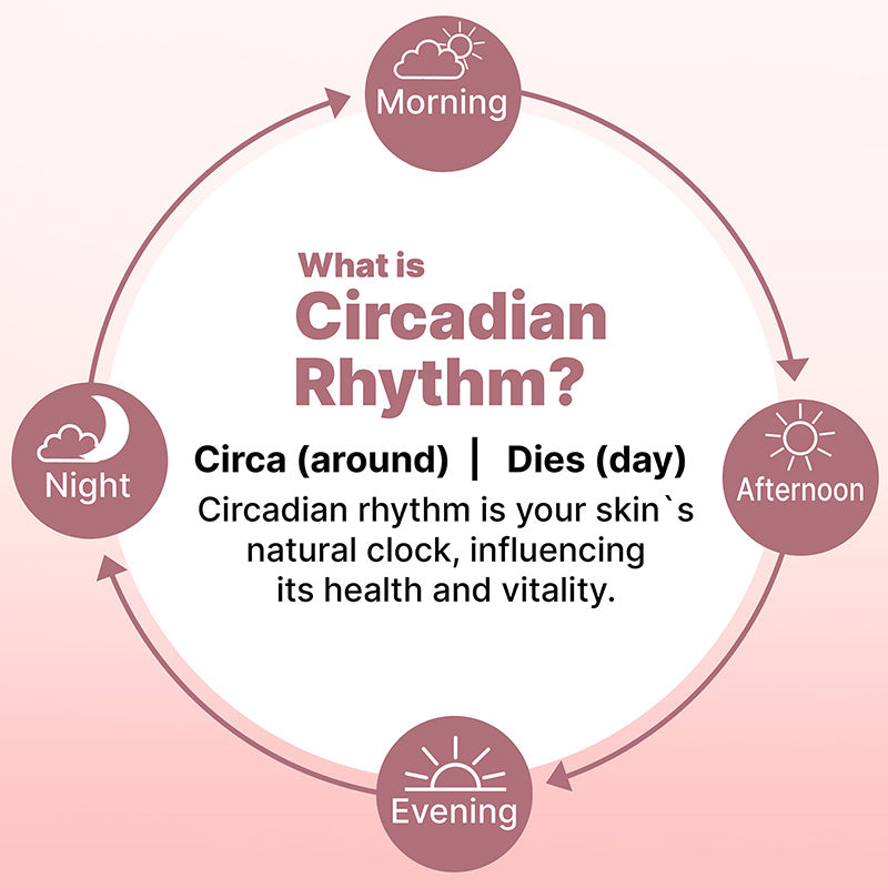 Diagram explaining circadian rhythm with labels for morning, afternoon, evening, and night on a pink background.