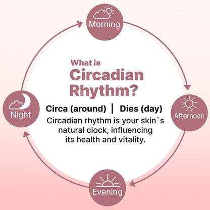 Diagram explaining circadian rhythm with labels for morning, afternoon, evening, and night on a pink background.